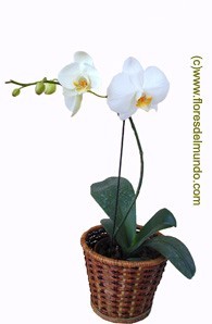 SKU 207 Exotic White Orchid