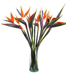 SKU 53 All natural Birds of Paradise glass vase