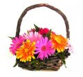 Gerberas-Daisy flowers on a hand made wood basket