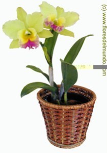 SKU 206 Exotic Cattleya orchid plant